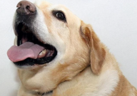 買拉布拉多怎么挑（挑選好的）